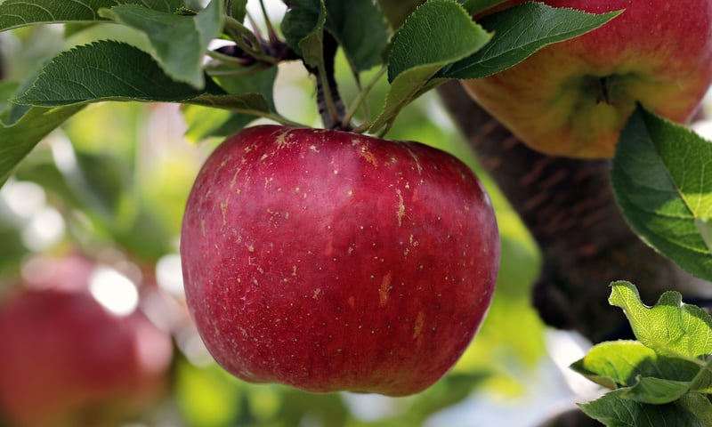 Fresh Fruits